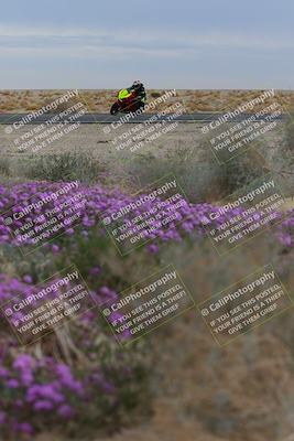 media/Jan-14-2023-SoCal Trackdays (Sat) [[497694156f]]/Turn 14 Exit Bloomig (145pm)/